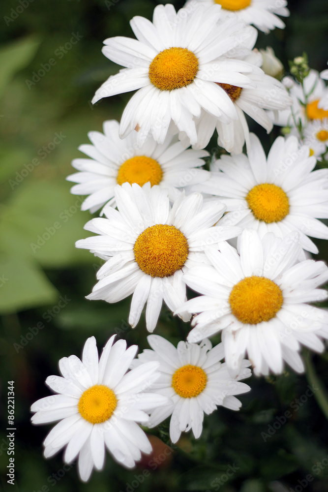 Fototapeta premium group of daisies, bouquet of daisies