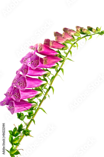 Fototapeta Naklejka Na Ścianę i Meble -  Isolate foxglove ( digitalis ) flowers on a white background