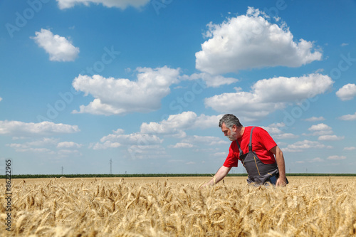 Agricultural scene, farmer or agronomist inspect wheat field © sima