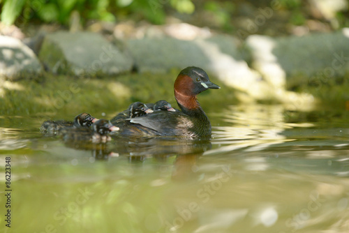 Little Grebe with nestlings.