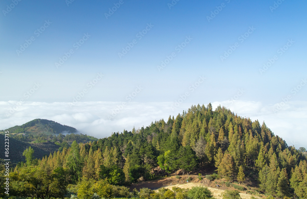 Inland Gran Canaria, view over the tree tops towards cloud cover