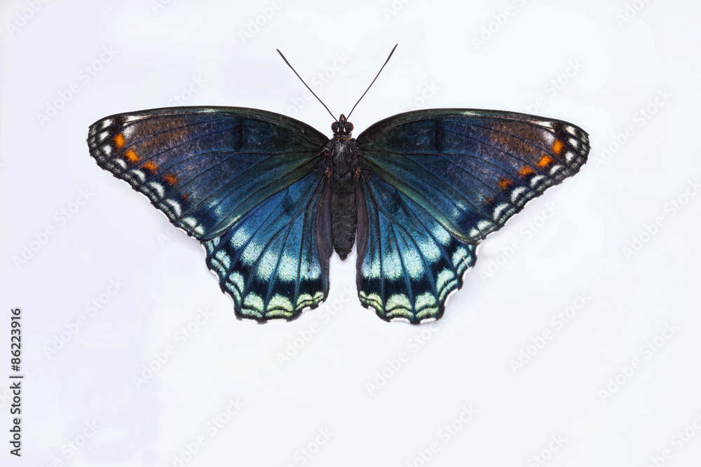 Fototapeta premium Macro of Butterfly