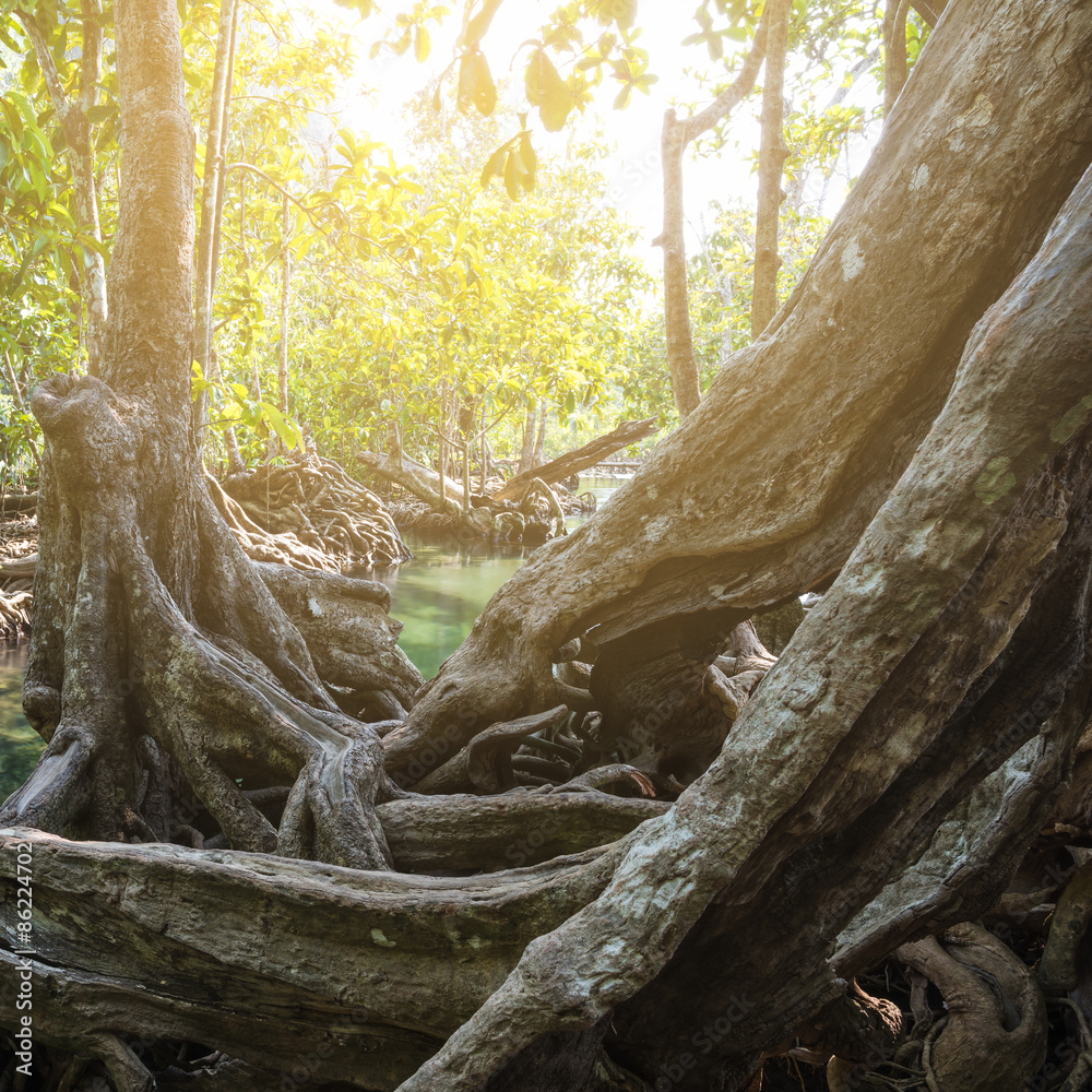 Fototapeta premium Mangrove trees in a peat swamp forest. Tha Pom canal area, Krabi