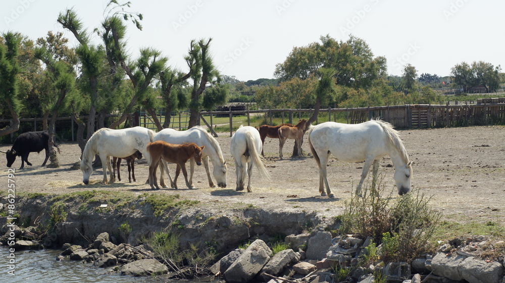 Chevaux de Camargue Chevaux de Camargue