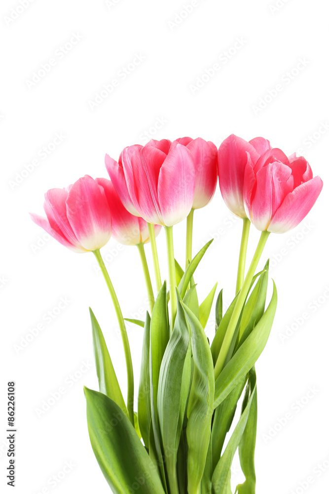 Fototapeta premium Pink tulips on white background