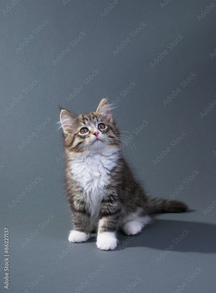 Obraz premium Katzenbaby