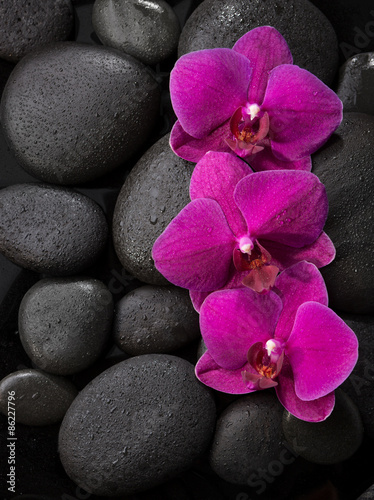 Three purple orchids  lying on wet black stones.Viewed from above.  Spa concept. LaStone Therapy