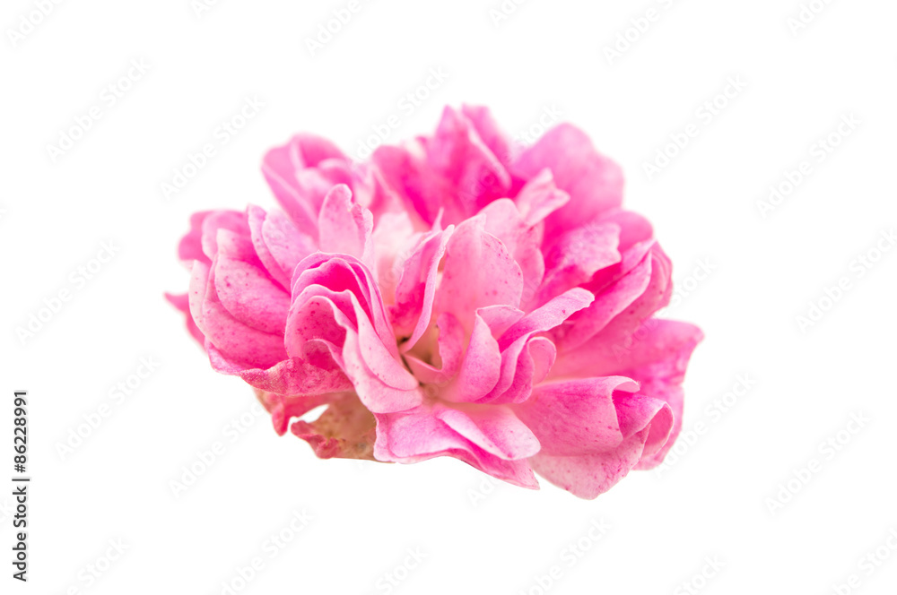 fresh small pink rose