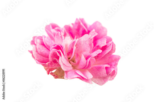 fresh small pink rose