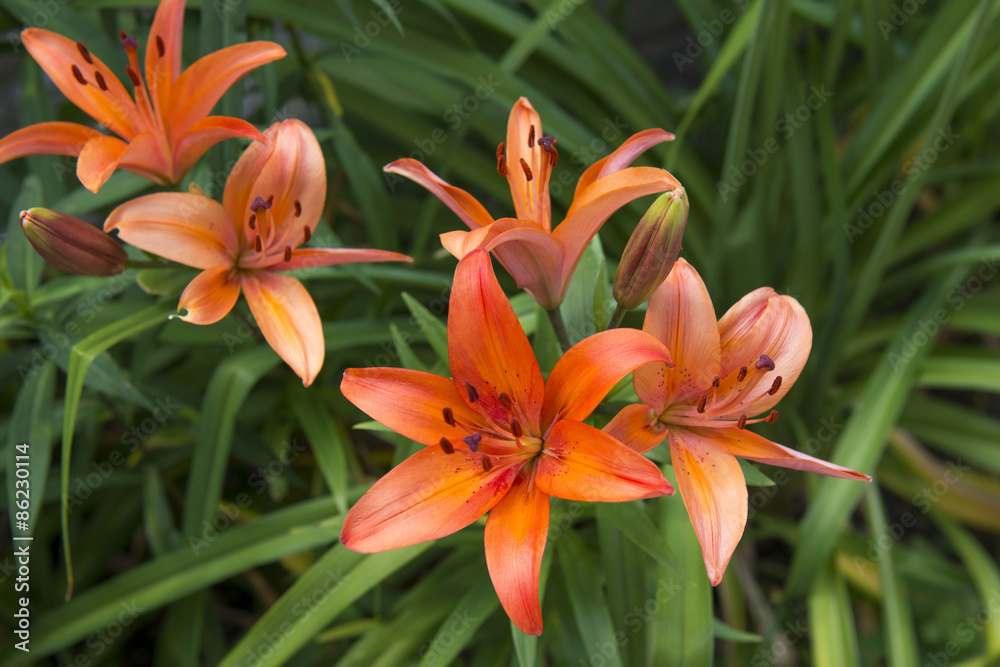 Dwarf Asiatic Lily Hybrid - Lilium 'Matrix'