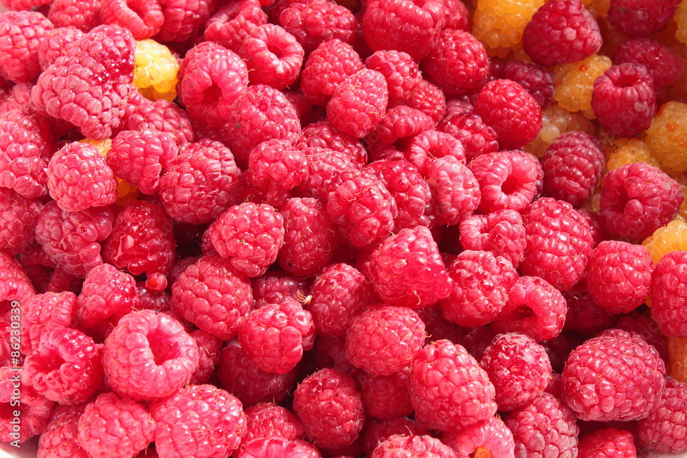 the harvest raspberries the harvest raspberries