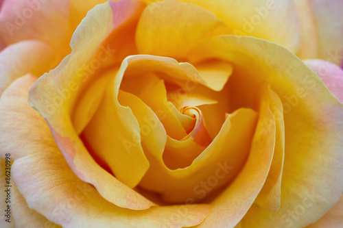 Macro of a yellow rose