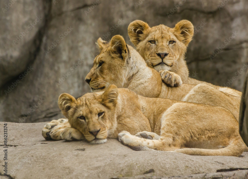 Fototapeta premium Lion cubs