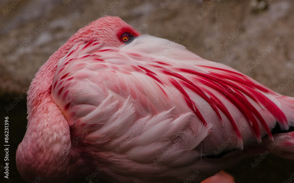 Fototapeta premium Flamingo 9165