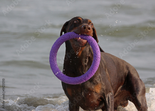 Doberman dog playing in the water. photo