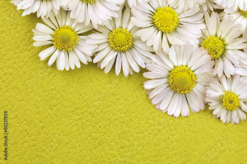 White daisy flowers field background photo