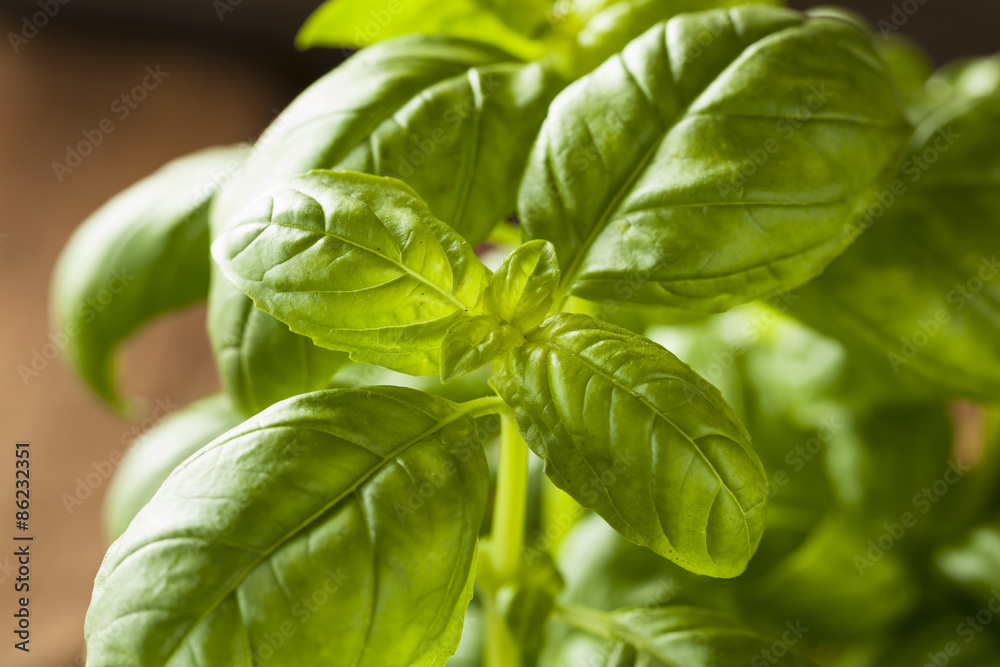 Obraz premium Raw Organic Green Basil