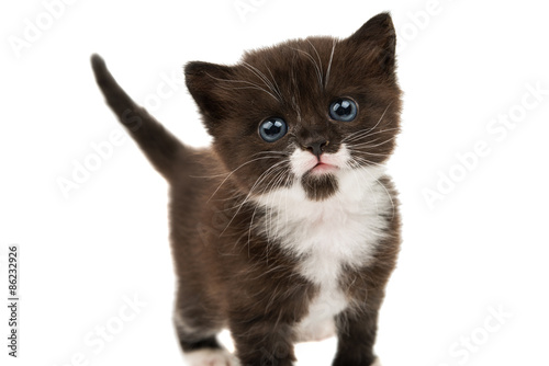 Fototapeta Naklejka Na Ścianę i Meble -  small black-white kitten