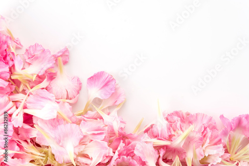 pink carnation flower petals background