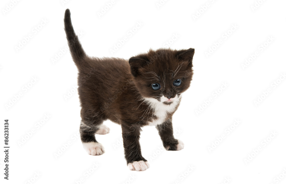 small black-white kitten small black-white kitten
