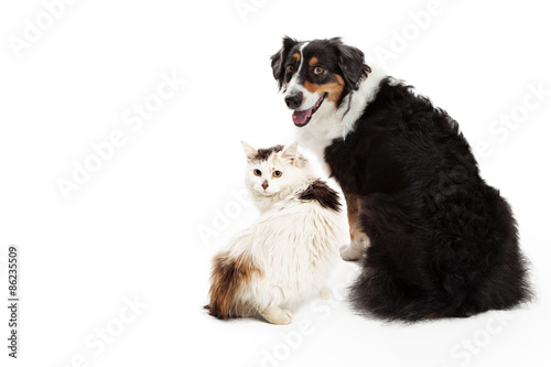 Fototapeta Naklejka Na Ścianę i Meble -  Dog and Cat Facing Forward Looking Back