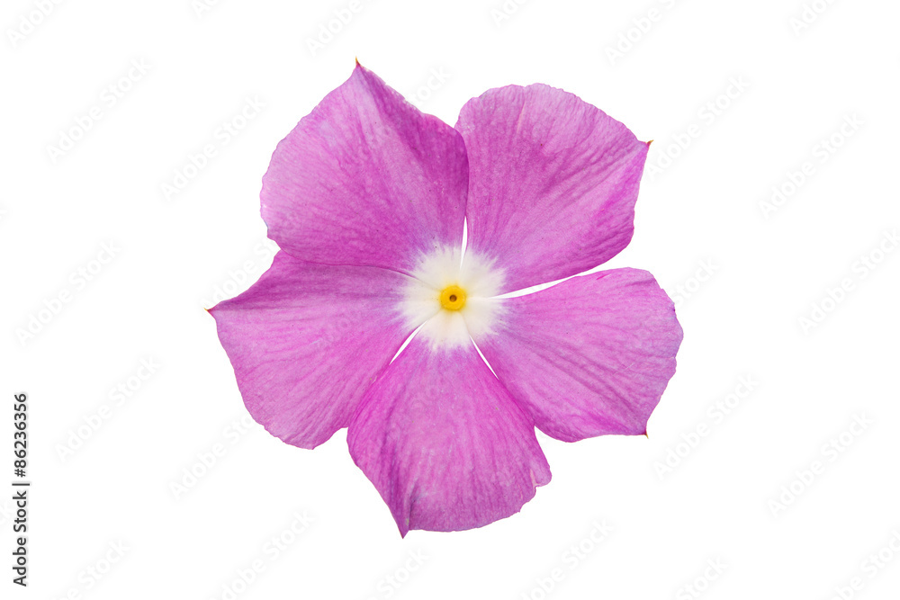 Obraz premium periwinkle