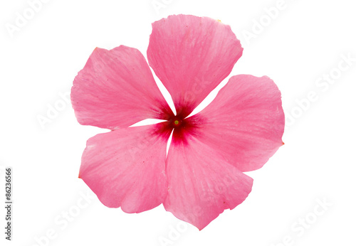 periwinkle