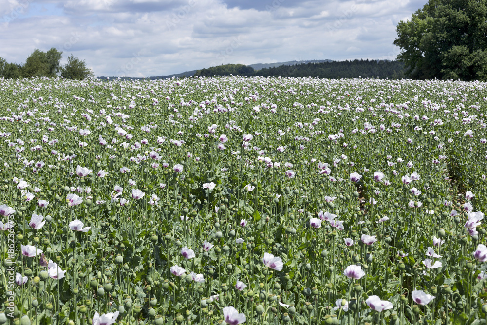 Field of the white Poppy Field of the white Poppy