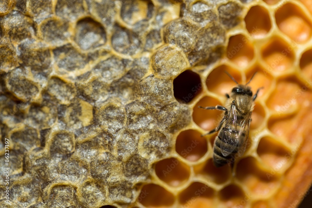 Bee, Honeycomb, Beehive. - obrazy, fototapety, plakaty 