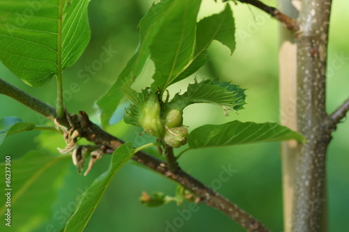 Esskastanie und Kastaniengallwespe photo