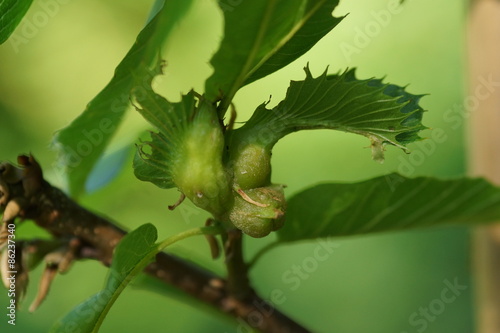 Esskastanie und Kastaniengallwespe photo