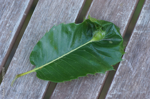 Galle der Kastaniengallwespe am Blatt photo