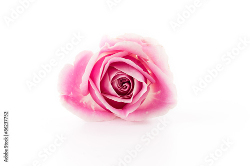 white and pink rose isolated on white background