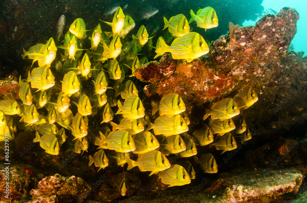 Fototapeta premium Panamic porkfish, Mexico.