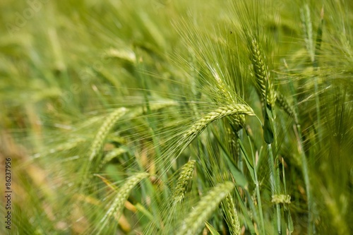 Wheat, Field, Cereal Plant.