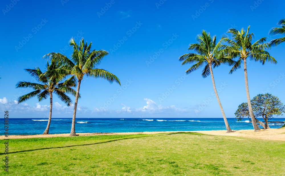 Obraz premium Cococnut Palm trees on the sandy Poipu beach in Hawaii