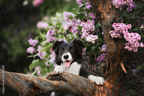 Valokuvatapetti Border Collie dog performs the trick in a lavender garden