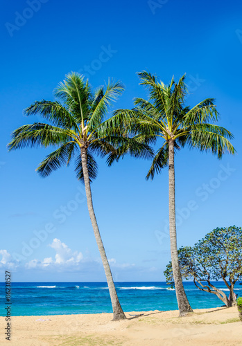 Cococnut Palm trees on the sandy Poipu beach in Hawaii