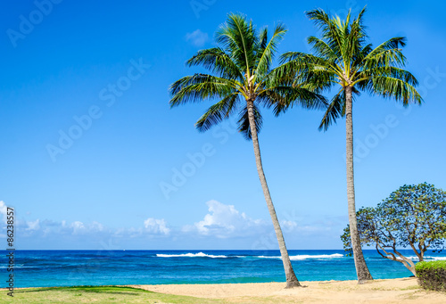 Fototapeta Naklejka Na Ścianę i Meble -  Cococnut Palm trees on the sandy Poipu beach in Hawaii
