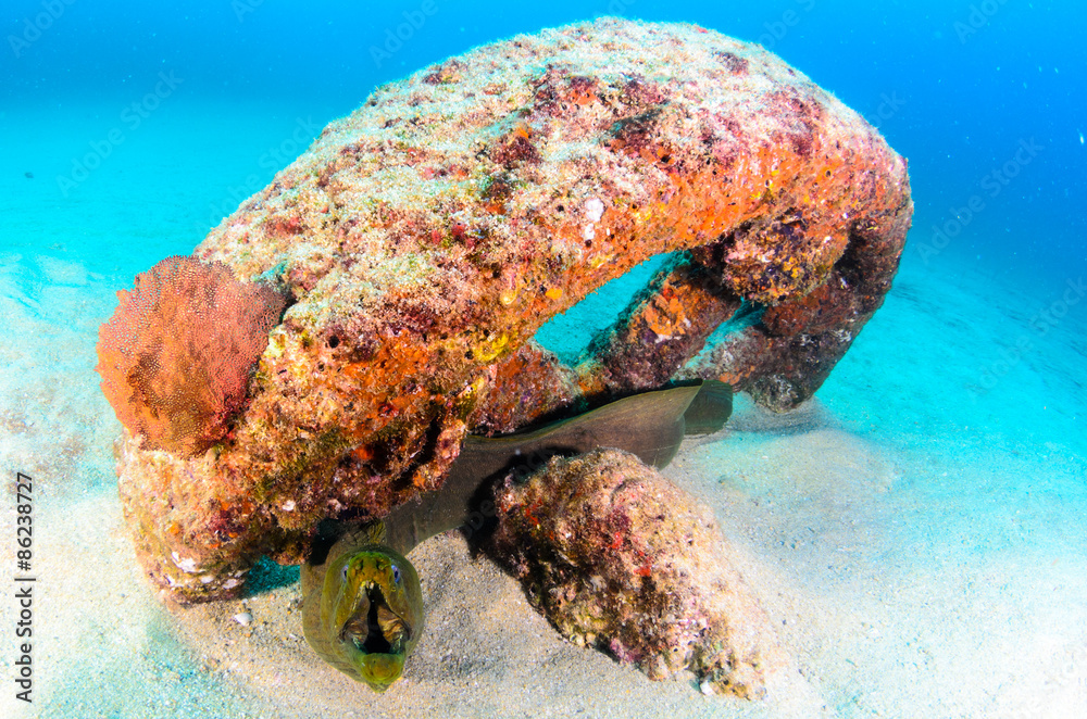 Fototapeta premium moray eel, Cabo Pulmo