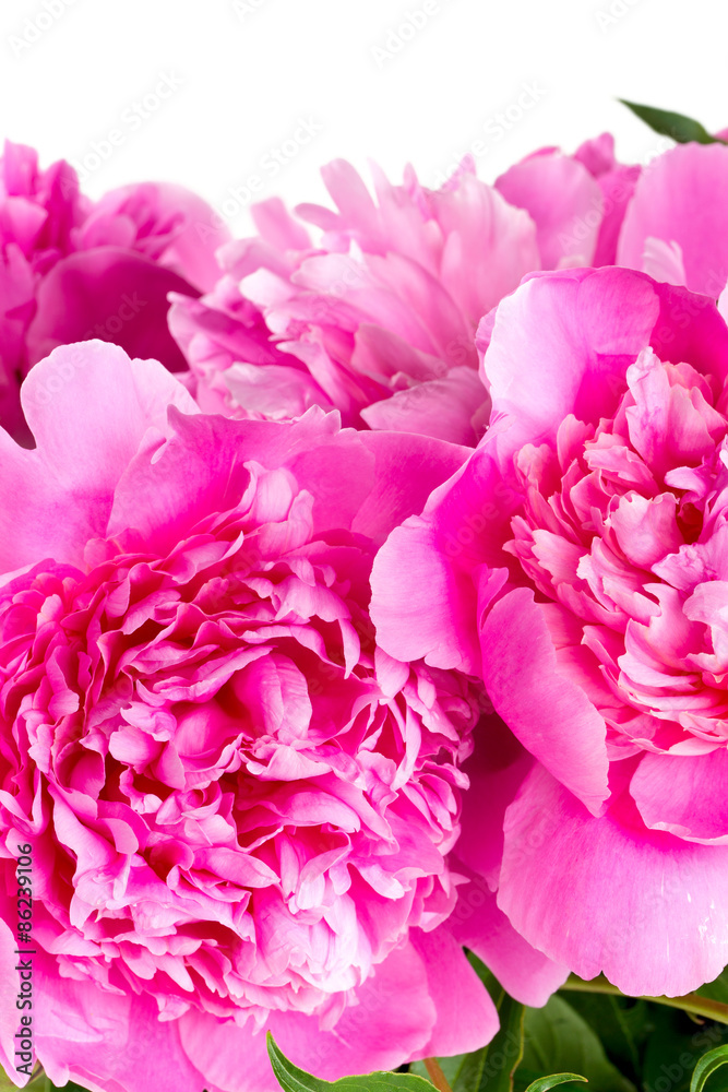 peonies isolated on white