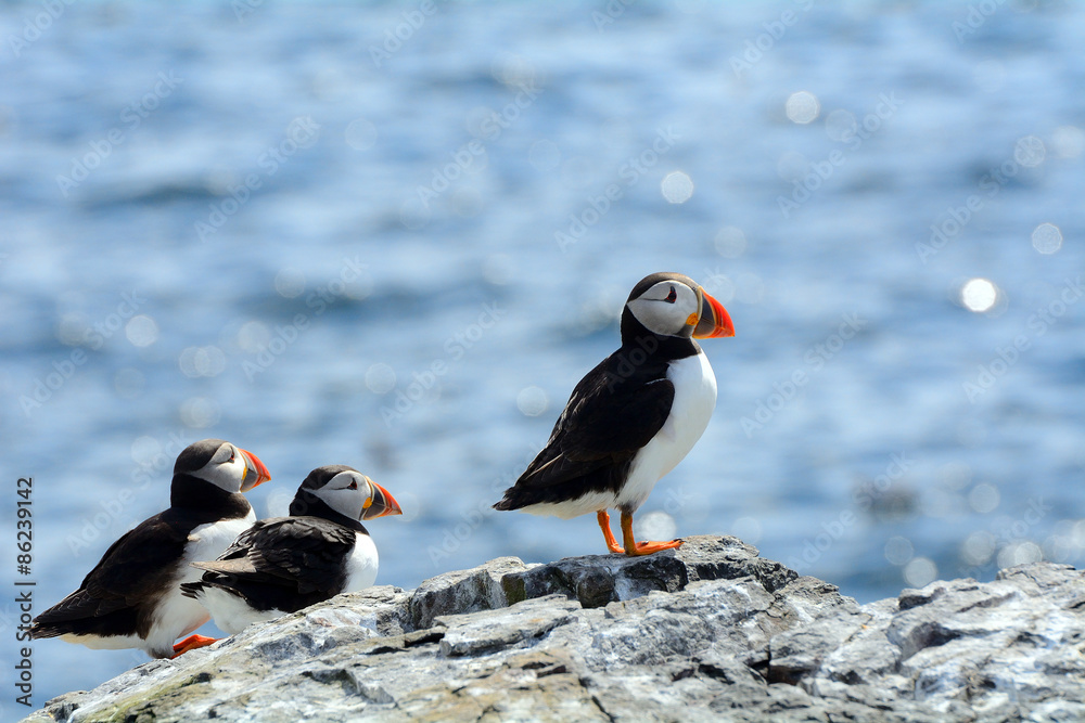 Fototapeta premium Atlantic puffins, Farne Islands Nature Reserve, England