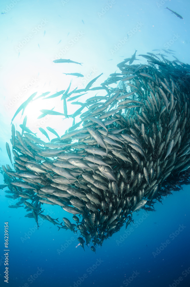 Fototapeta premium Trevally school, Mexico.