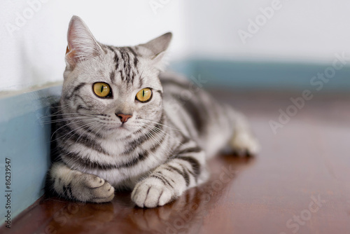 Slika na platnu Cat