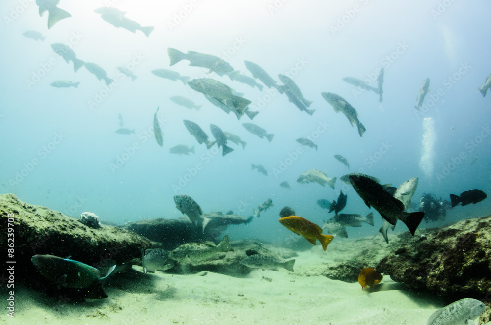 Fototapeta premium Trevally school, Mexico.