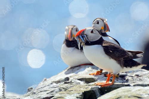 Atlantic puffins, Farne Islands Nature Reserve, England