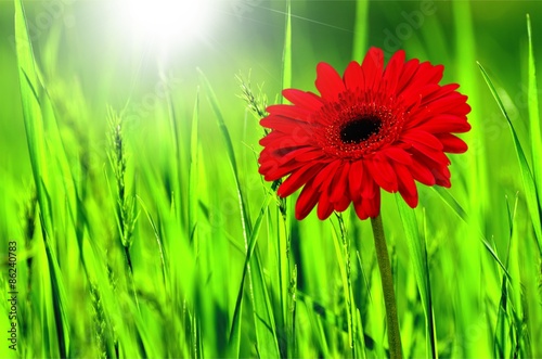 Flower  Single Flower  Gerbera Daisy.