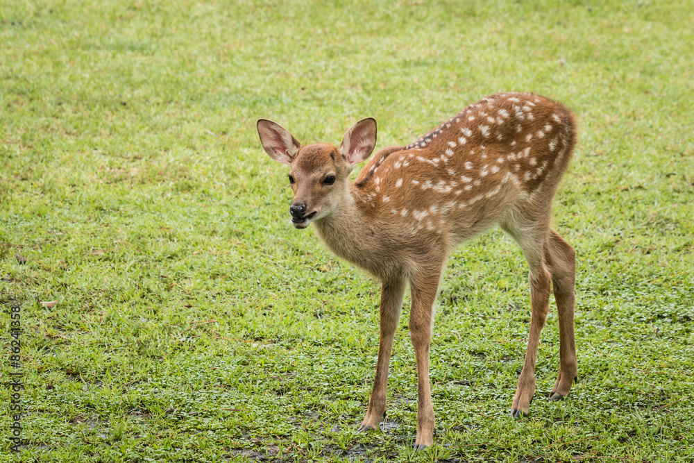 close up of bleating sika deer fawn