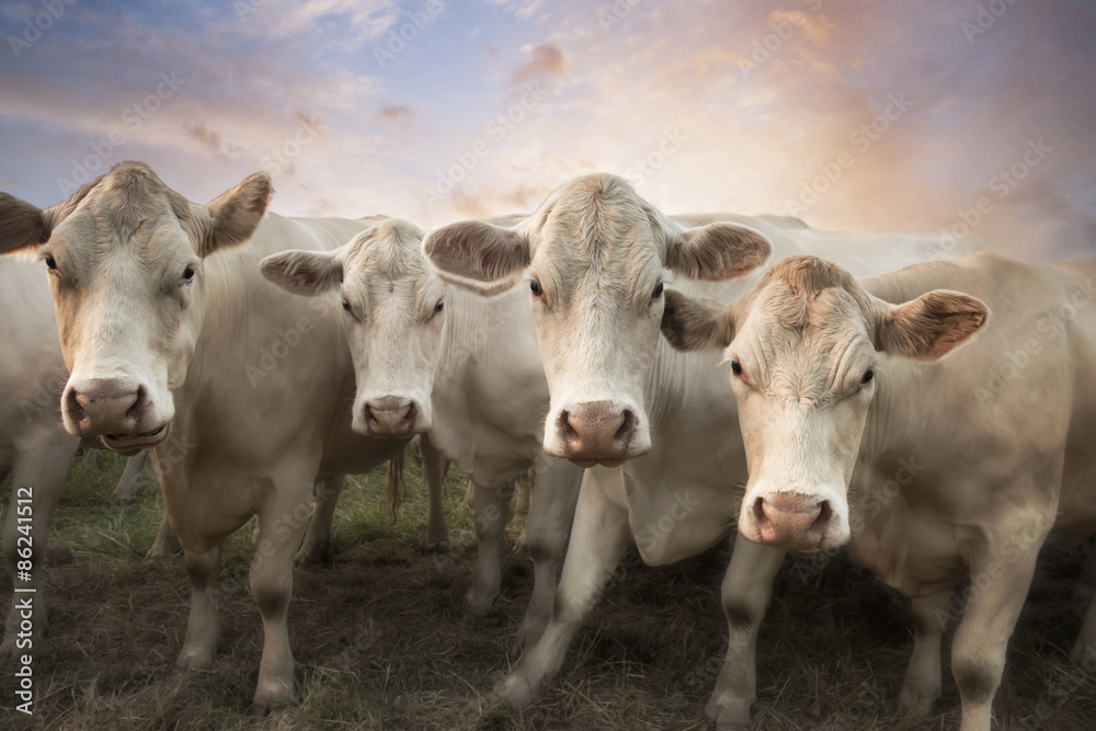 Four white cows