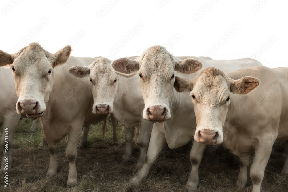 Four white cows